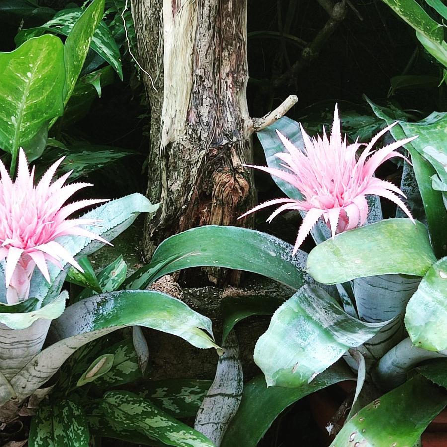 Recanto Toca Das Plantas De Ilhabela II מראה חיצוני תמונה