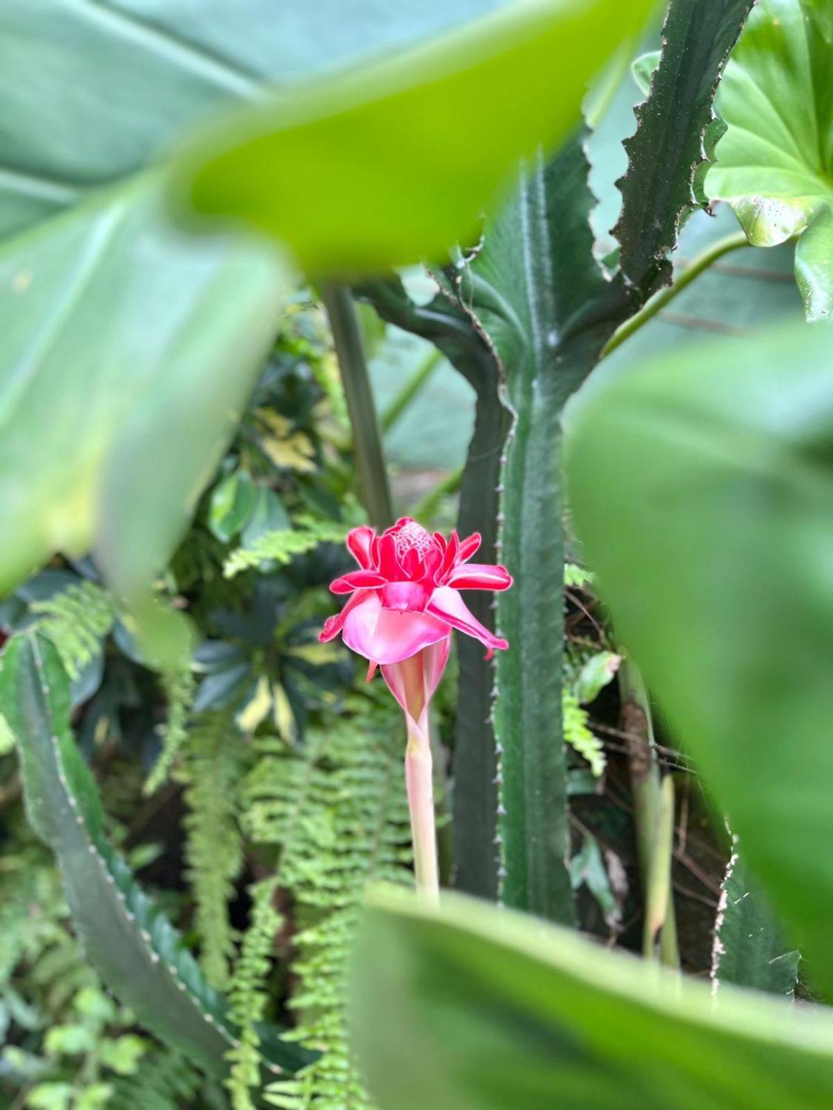 Recanto Toca Das Plantas De Ilhabela II מראה חיצוני תמונה