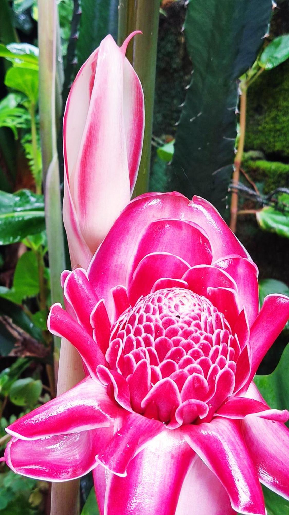Recanto Toca Das Plantas De Ilhabela II מראה חיצוני תמונה